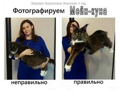 Правильный куну