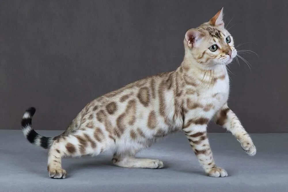 Виды бенгальских кошек