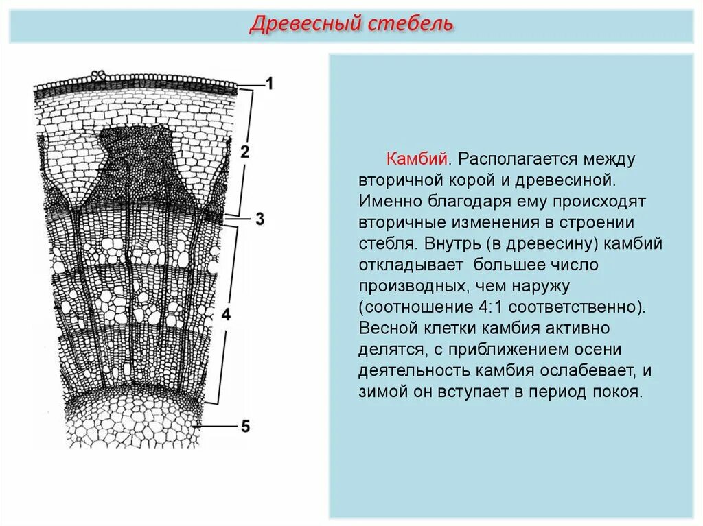 Внутреннее строение части стебля. Внутреннее строение стебля камбий. Внутреннее строение стебля древесного растения. Внутреннее строение стебля ЕГЭ. Внутреннее строение стебля древесина.