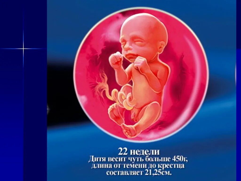 Плод на 22 неделе беременности. Ребёнок в 22 недели беременности. Ребенок в утробе 22 недели. Можно ли на 22 неделе
