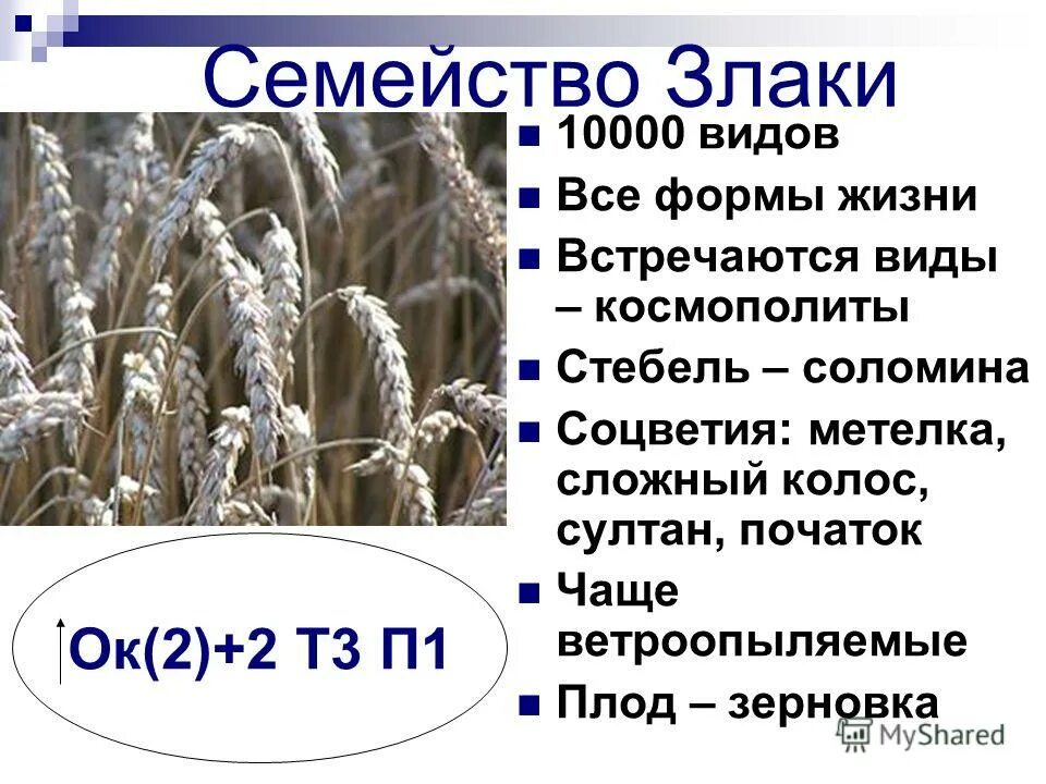 Всем растениям семейства злаков свойственны общие признаки. Злаковые форма жизни. Жизненные формы злаковых. Форма жизни семейства злаки. Жизненные формы растений семейства злаки.