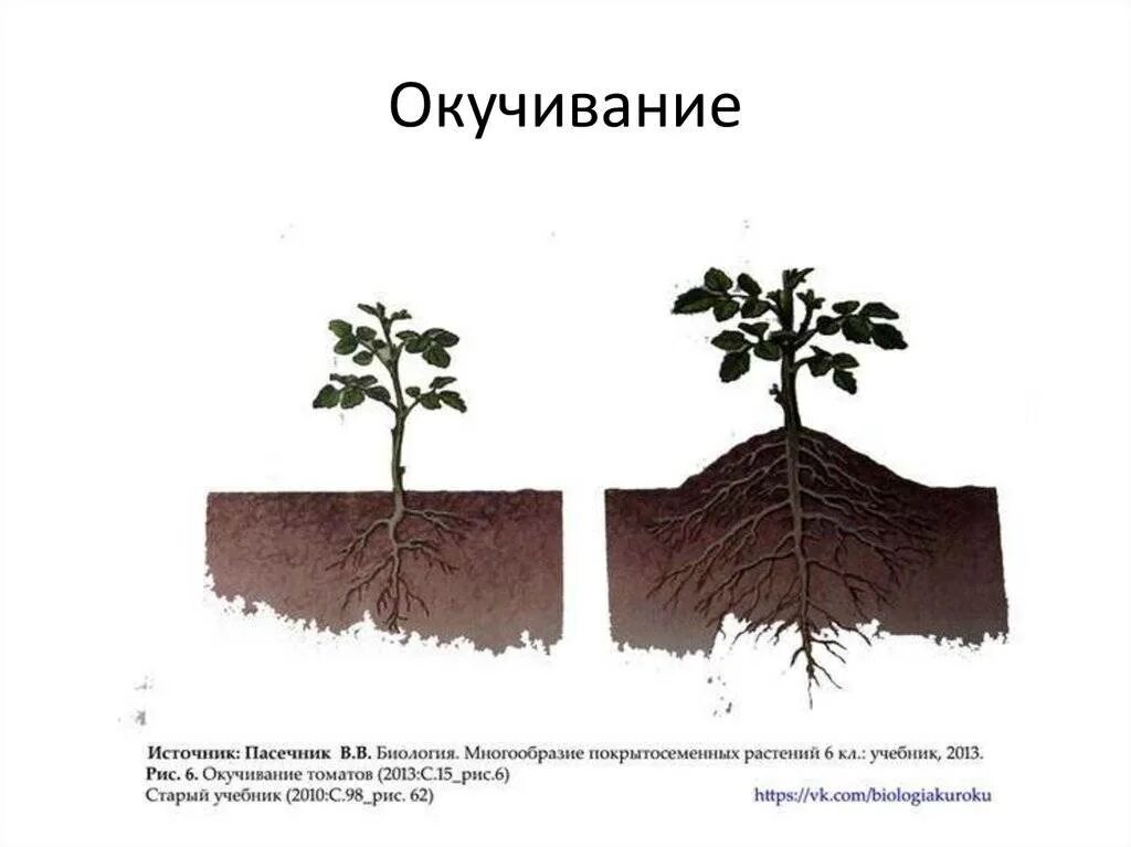 Окучивать это. Агроприем для картофеля окучивание. Окучивание картофеля биология. Рыхление окучивание пасынкование пикировка.