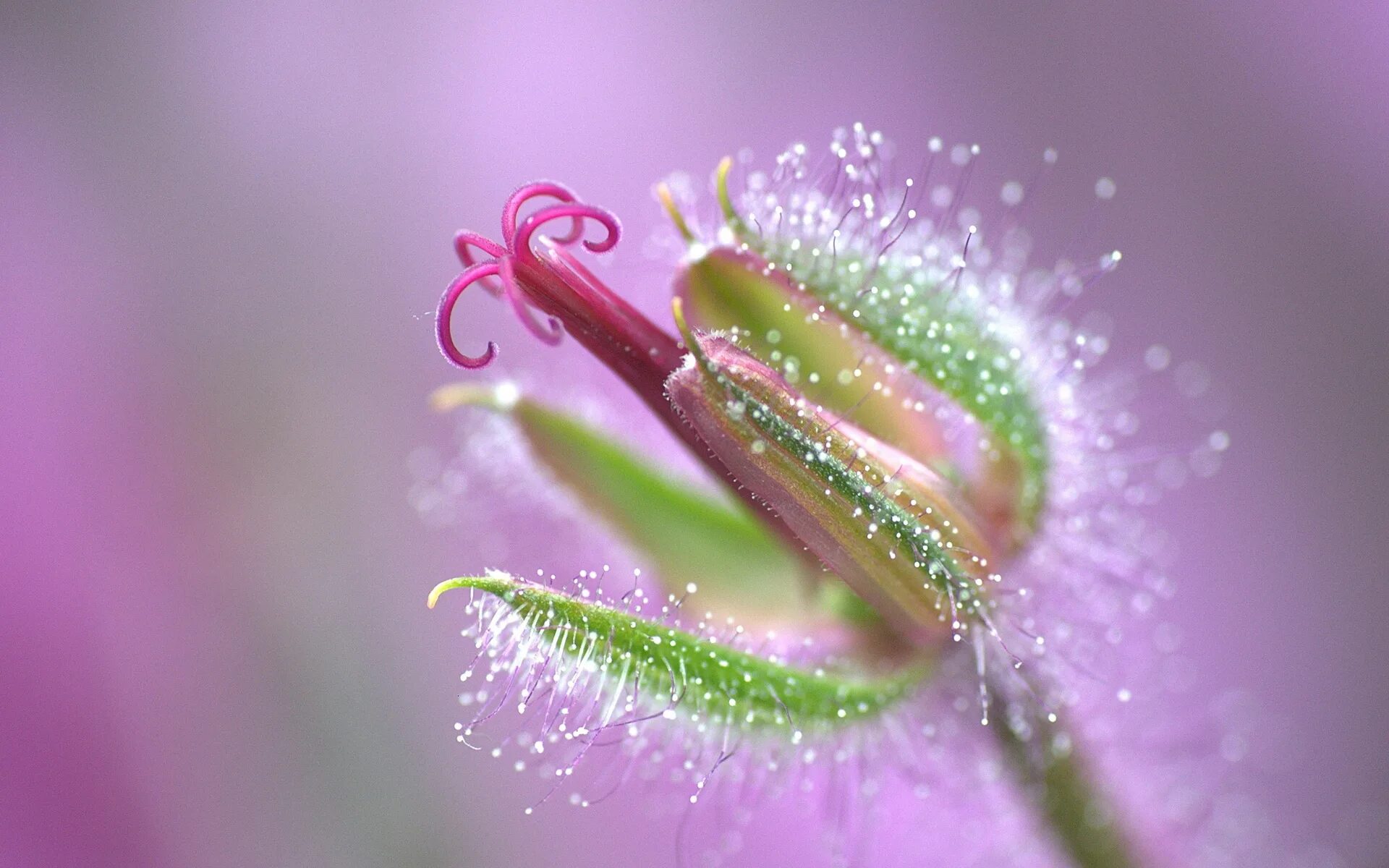 Drop flowers. Цветы макро. Макросъемка. Макросъёмка цветы. Макросъемка природа.