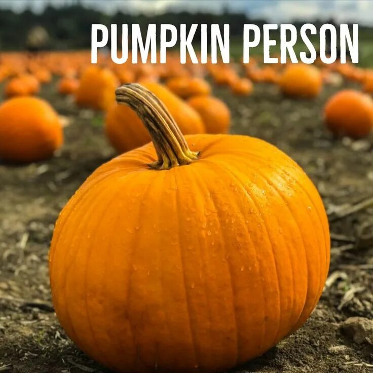 Тыква на белом фоне. Тыква нельсон f1. Тыква на белом фоне. Pumpkin 10. Подсвечник тыква хэллоуин.