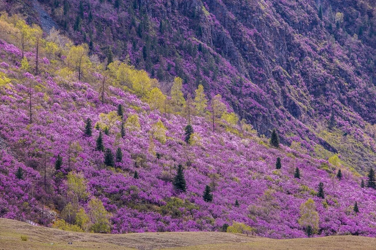 Вереск шотландия. Куст маральник горный алтай. Катунский заповедник альпийские луга. Алтай маральник цветет горы. Чуйский тракт цветение маральника.