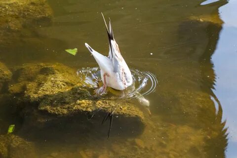 Чайки под водой
