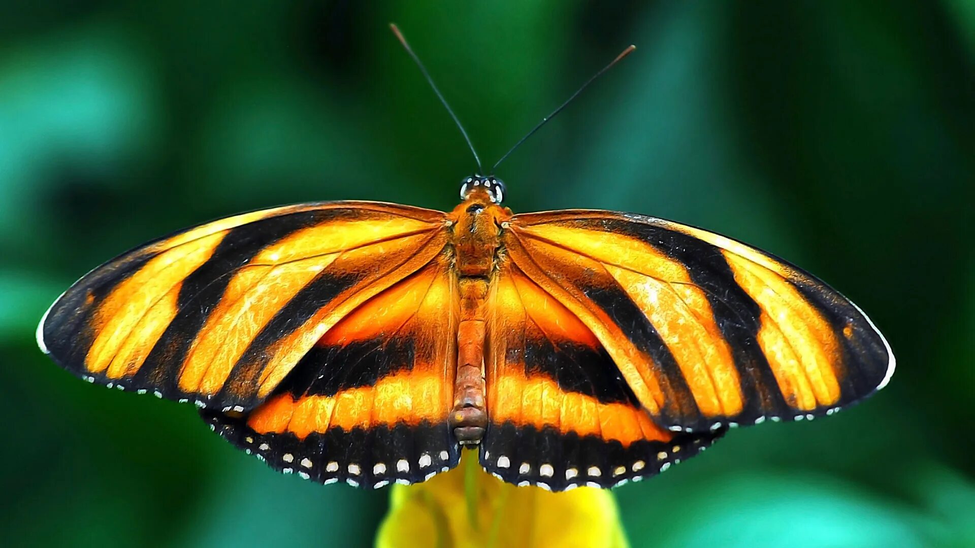 Дневная бабочка сканворд. Тигровый Махаон бабочка. Парусник Румянцева бабочка. Бабочка пожарница. Желтые бабочки Монарх.