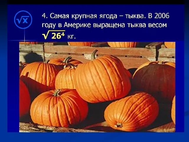 Тыква это ягода. Тыква это ягода или фрукт или овощ. Тыква ягодка. Тыква это ягода или. Тыква это овощ или ягода.