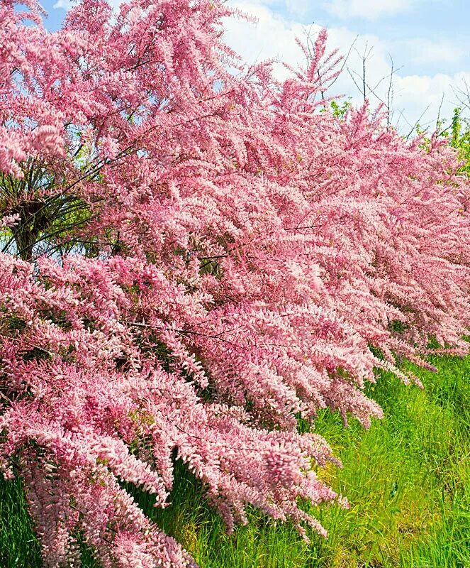 Миндаль трехлопастный куст. Буш кустарник. Название розового кустарника. Вейгела цветущая санни принцесс. Название розового кустарника.