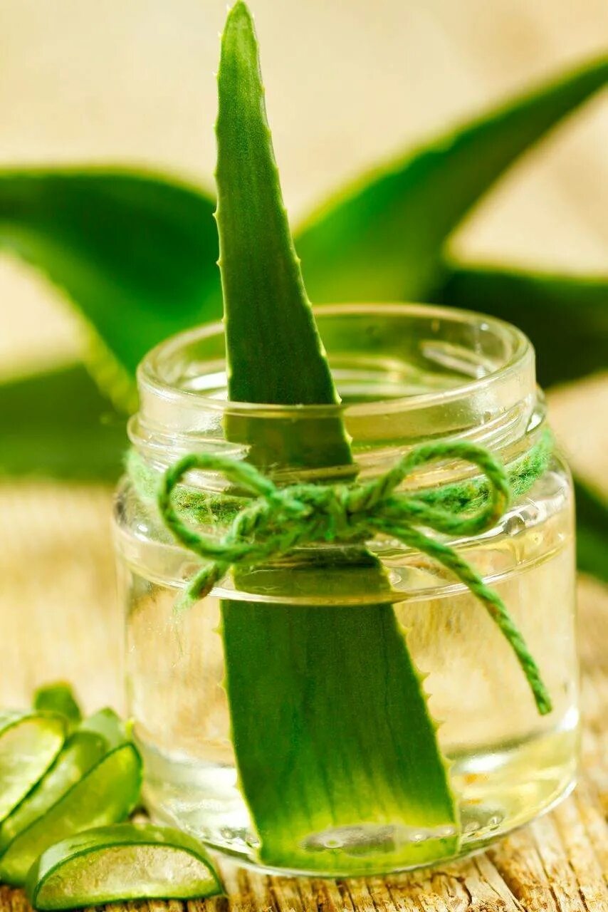 Aloe Vera. Настойка алоэ. Алоэ коньяком