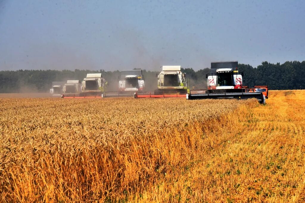 Новосибирск хозяйство. Уборка пшеницы в новосибирской области. Сельскохозяйственные культуры новосибирской области. Новосибирск хозяйство. Новосибирск хозяйство.