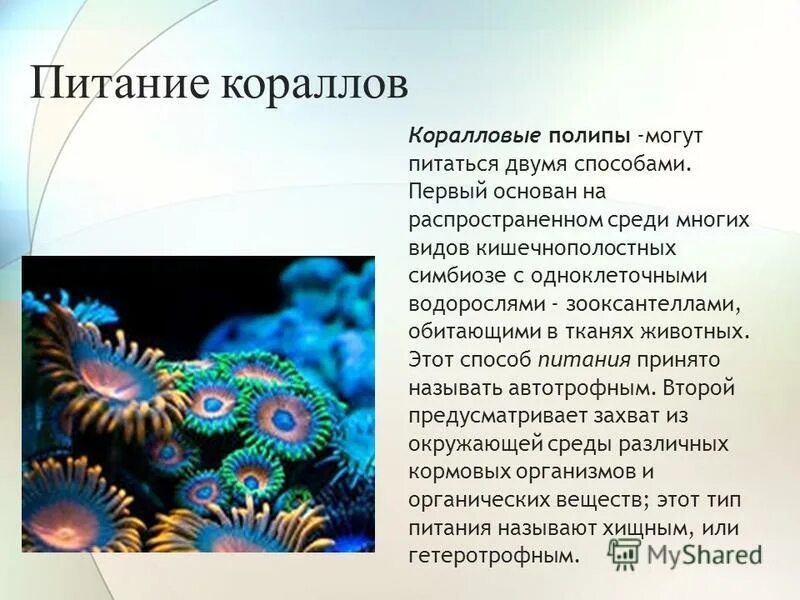 Для кишечнополостных животных характерна какая симметрия. Для кишечнополостных животных характерна какая симметрия