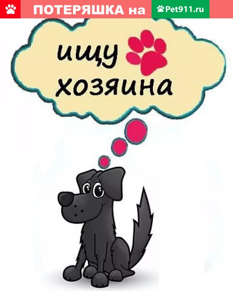 Нижняя ищет хозяина. Срочно нужен дом собаке. Срочно ищем хозяев. Нижняя ищет хозяина. Котенок ищет дом надпись.