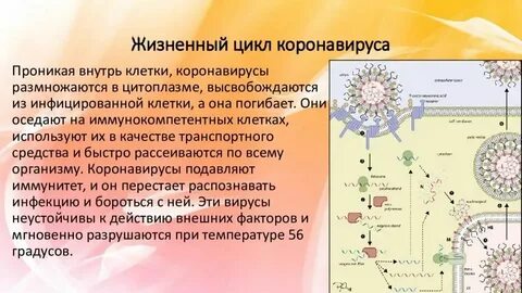 Сколько дней держится вирус в организме