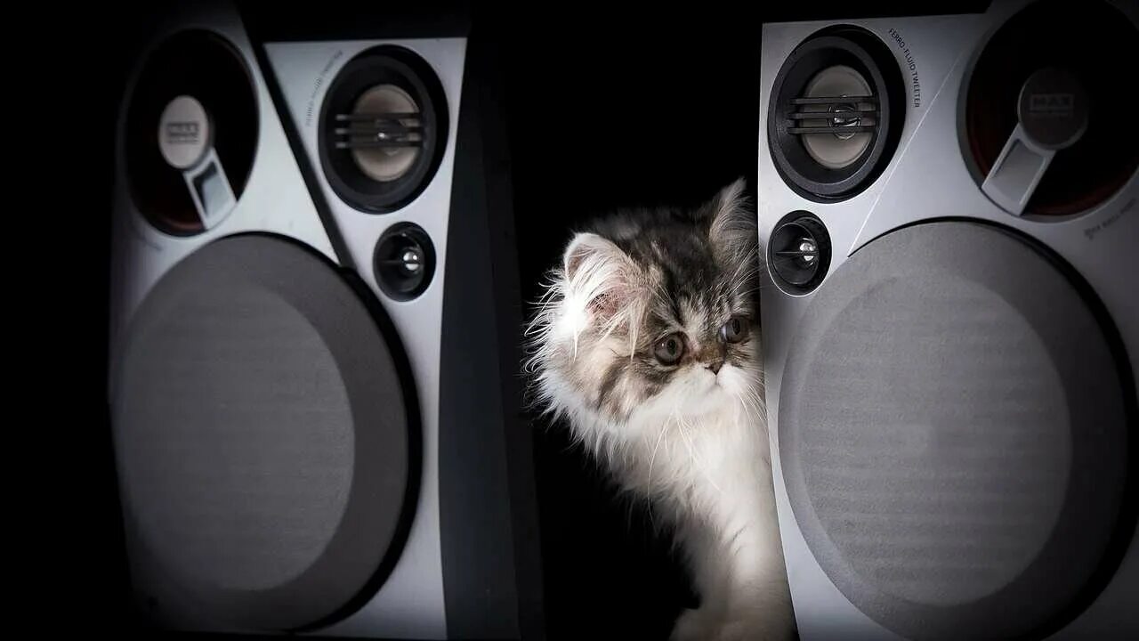 Звук из колонок. Эквалайзер динамика. Играй музыку на 2 колонках. Ребенок и громкая колонка. Музыкальный центр philips fwm608.