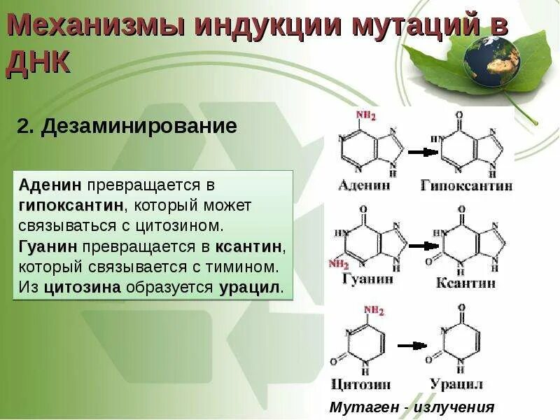 Замена аденина на тимин изменение плоидности клетки. Реакции дезаминирования цитозина аденина и гуанина. Дезаминирование ДНК. Аденин в гипоксантин. Дезаминирование гуанина.