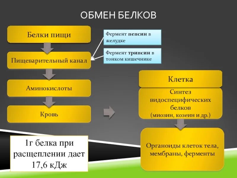 Ферментативное расщепление поступающих с пищей белков. Обмен белков таблица. Обмен белков белки пищи. Обмен белков белки пищи пищеварительный канал. Обмен белков презентация.