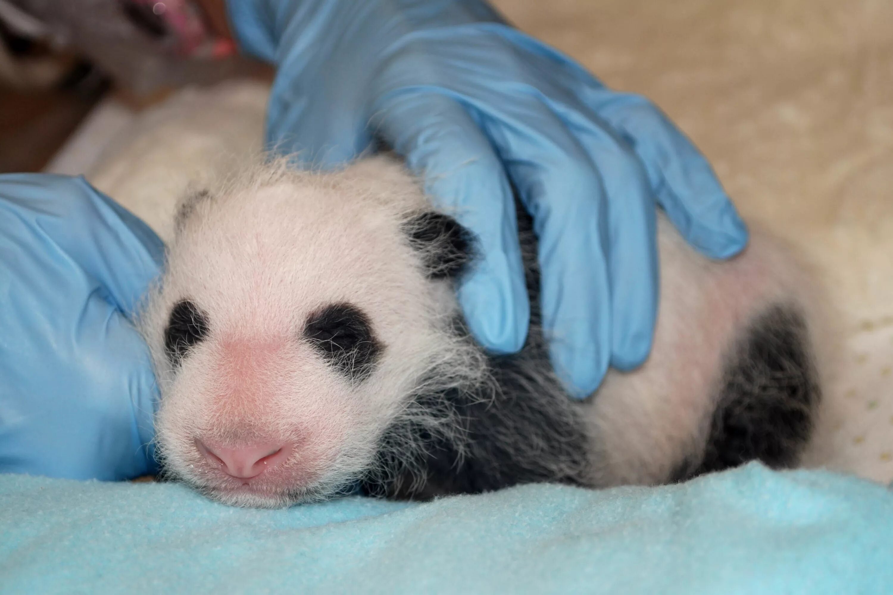Родившийся детеныш панды. Детёныш панды новорожденный. Большая Панда новорожденный. Большая Панда с детенышем. Рождение панды.