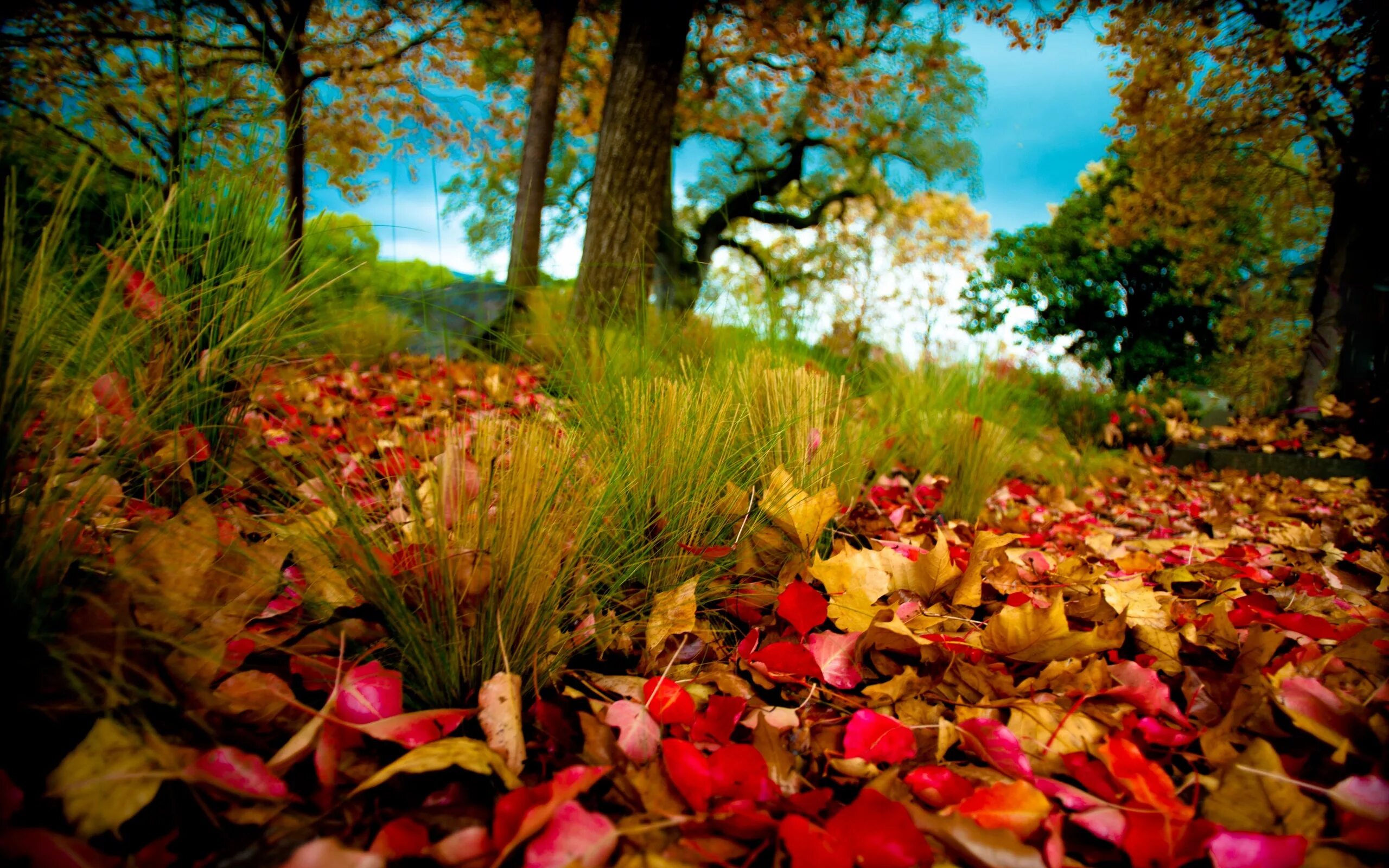 Яркая природа. Природа осень. Осенние обои. Яркие краски природы.