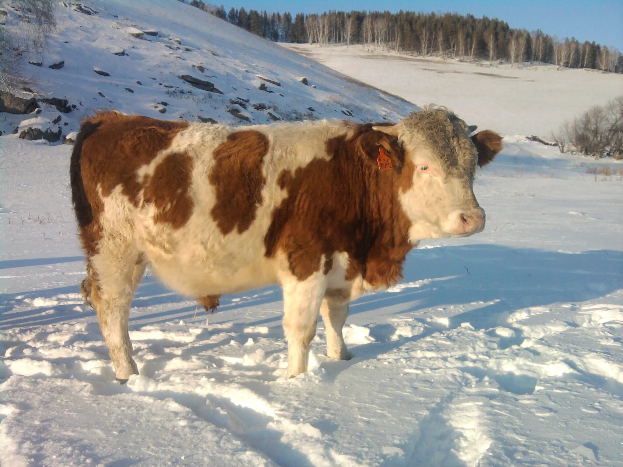 Алтайская корова купить. Морозоустойчивые коровы. Алтайские коровы. Алтайская порода коров. Коровы на Алтае.