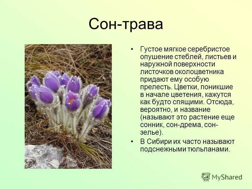 Сон трава почему так назвали. Сон трава Оренбургской области. Сон трава описание. Растения красной книги сон трава. Сведения о сон траве.