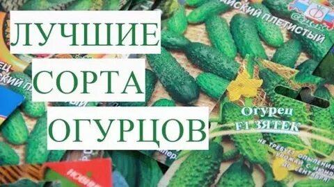 Огурцы сорта для посадки