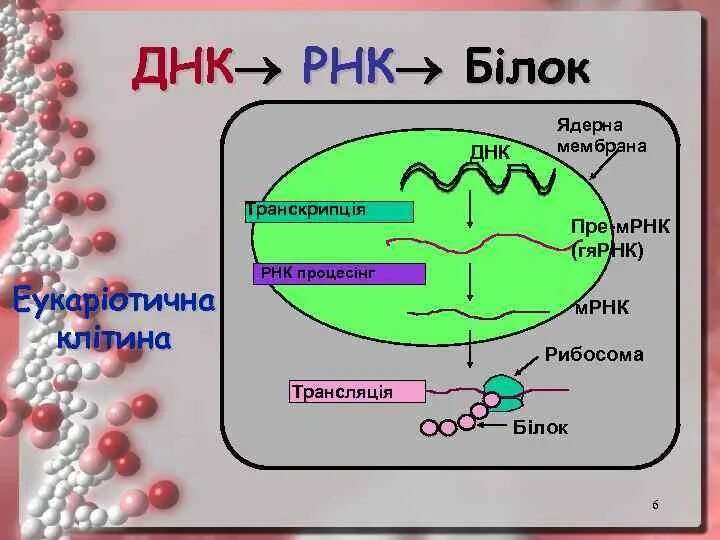 Структура матричной РНК. Гетерогенно ядерные РНК. Гетерогенная ядерная РНК. Строение,. ДНК РНК рибосомы.