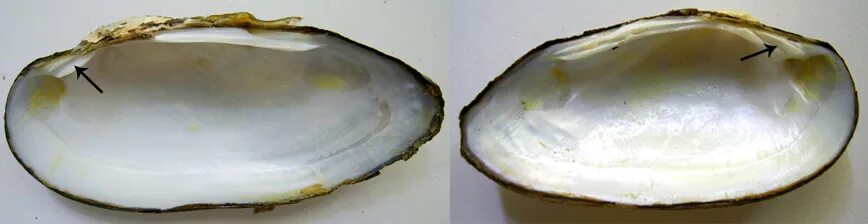 Margaritifera (жемчужница). двустворчатые моллюски с жемчужиной. жемчуг моллюска тридакны. двустворчатые моллюски жемчужница. моллюск с перламутровыми створками 7.