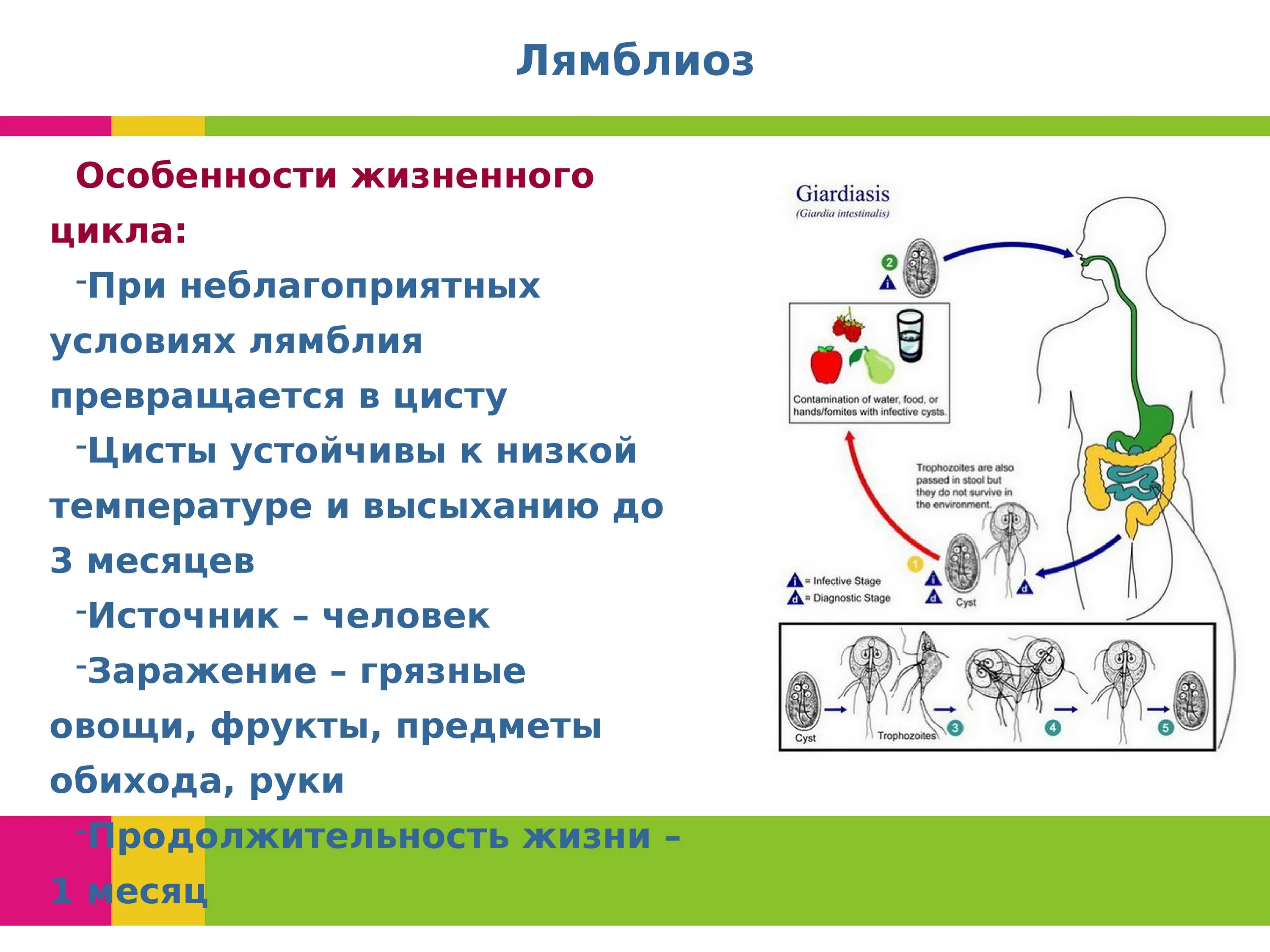 Профилактика паразитарных заболеваний мероприятия. Профилактика паразитарных заболеваний. Памятка профилактика паразитарных болезней. Профилактика паразитарных заболеваний кратко. Паразитарные болезни презентация.