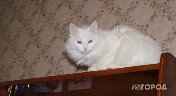 Авито животные йошкар олы. Кошки приют йошкар ола. кошачьи приюты в йошкар оле. приюты в йошкар оле аристократ. приют для животных в йошкар оле.