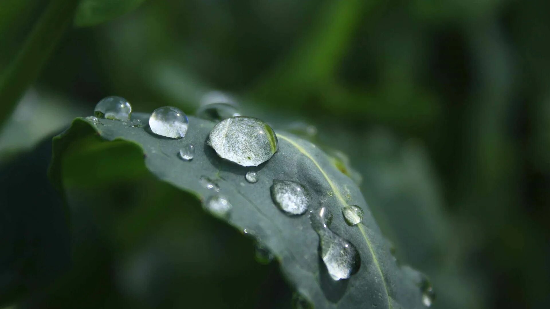 Фон растения. Роса на траве. Роса на траве. Природа роса на траве. Монинг дью.