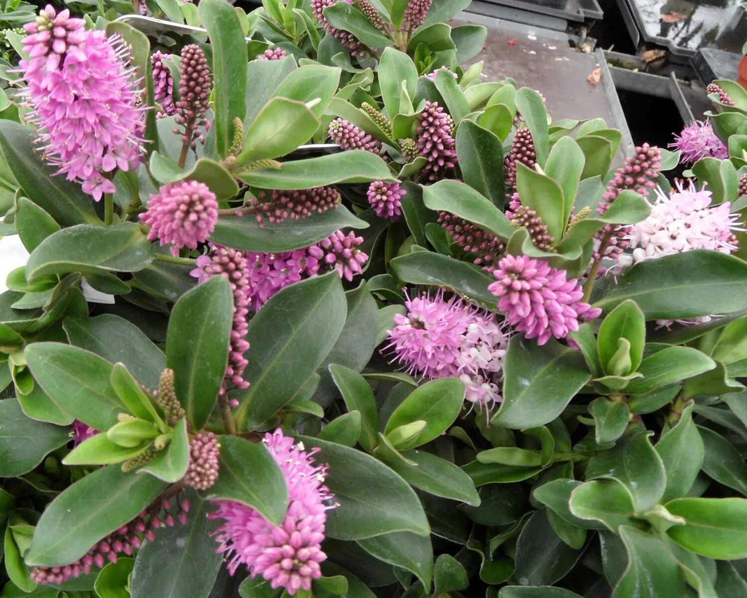 хебе растение