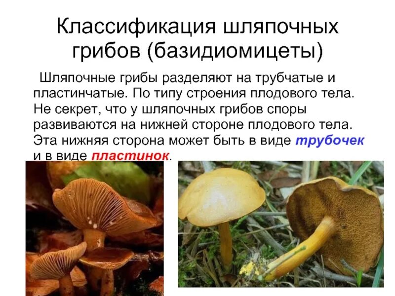 Значение шляпочных грибов в жизни человека. Шляпочные грибы трубчатые и пластинчатые. Отдел базидиомицеты Шляпочные грибы. Шляпочные грибы классификация. Плодовое тело базидиомицетов.