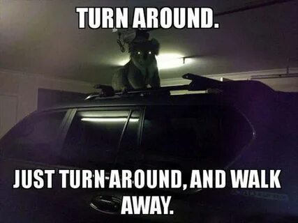Drop bear кнопка