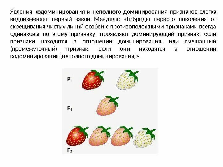Кодоминирование признак. Кодоминирование схема скрещивания. закон неполного доминирования менделя. примеры кодоминирования у человека. неполное доминирование скрещивание.