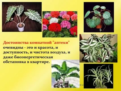 Комнатные растения на здоровье человека