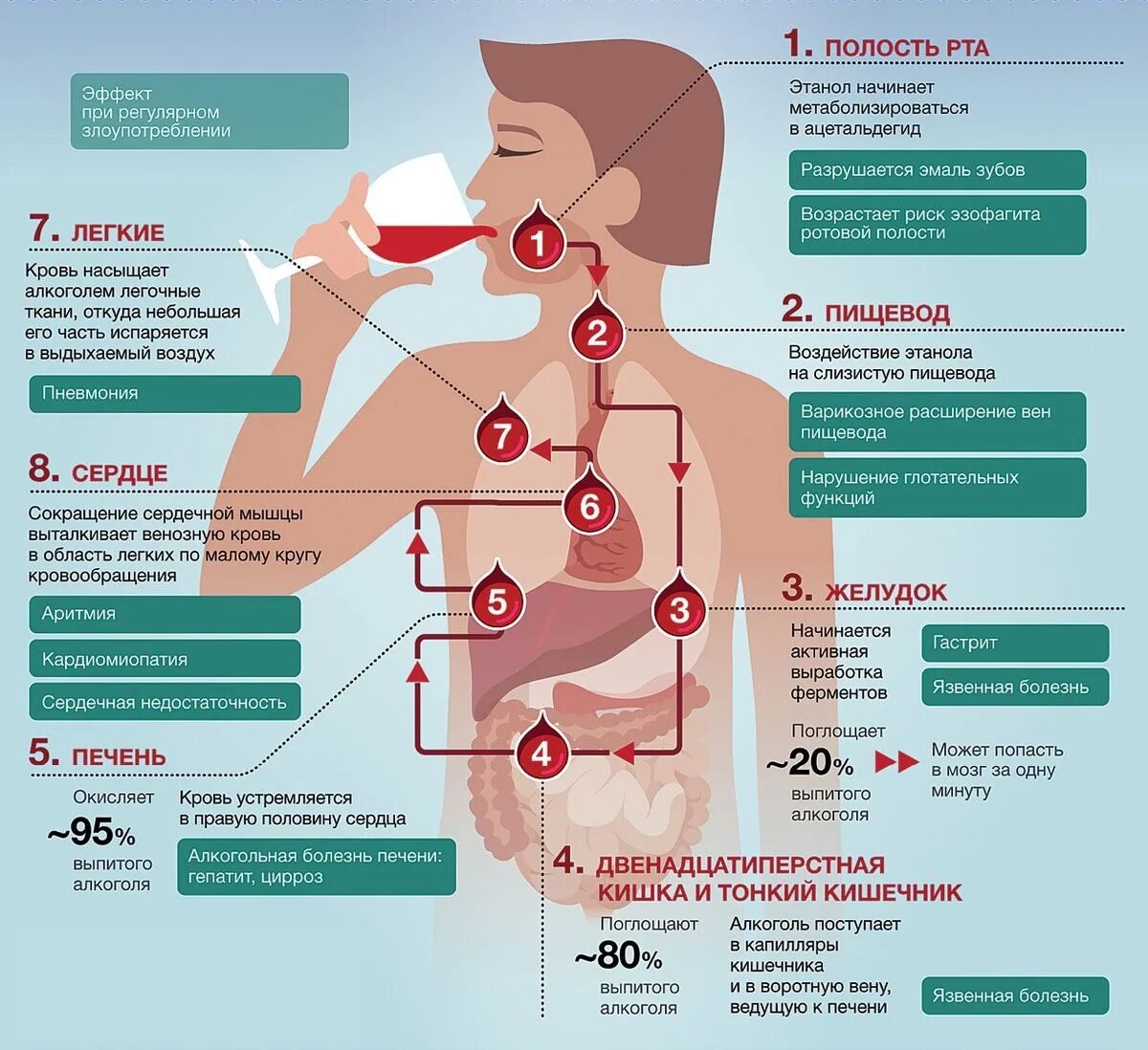 Болит пищевод что делать. Инфографика по алкоголю. Инфографика влияние на организм.