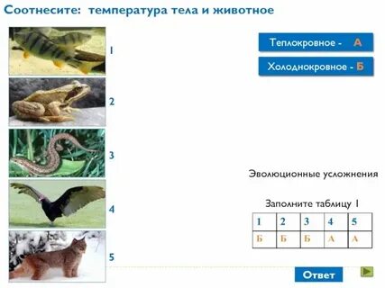 Какие покровы у простейших