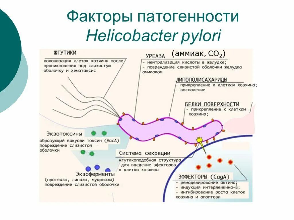 Причины появления хеликобактера. Факторы патогенности хеликобактер пилори. Ферменты выделяемые Helicobacter pylori в желудке:. Факторы вирулентности Helicobacter pylori. Факторы патогенности h pylori.
