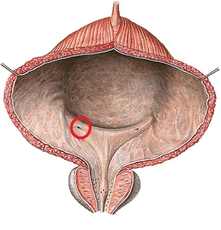 Внутреннее строение мочевого пузыря. Устье мочеточника в мочевом пузыре. Мочевой пузырь уретра анатомия. Мочевой пузырь анатомия Синельников. Устье мочевого пузыря анатомия.