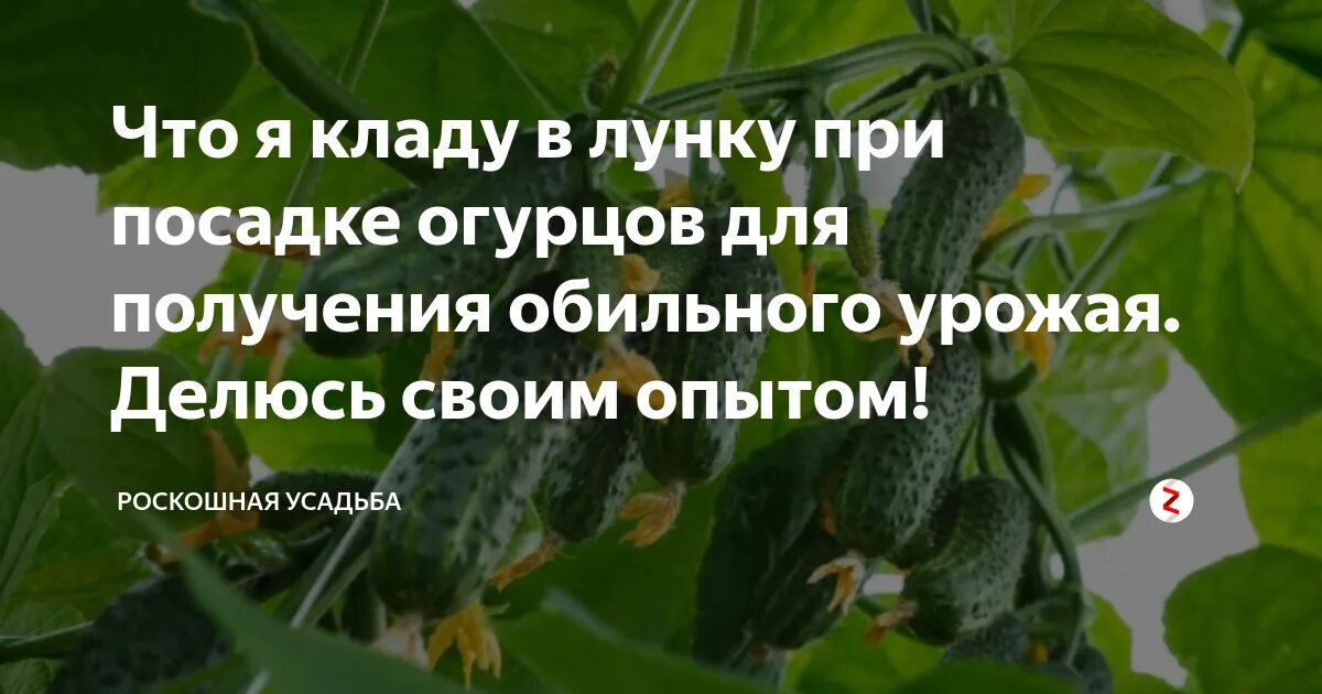 Что положить при посадке огурцов. Что положить в лунку при посадке огурцов. Что класть в лунку при посадке огурцов. Что класть в лунку к огурцам при посадке. Лунки для огурцов.