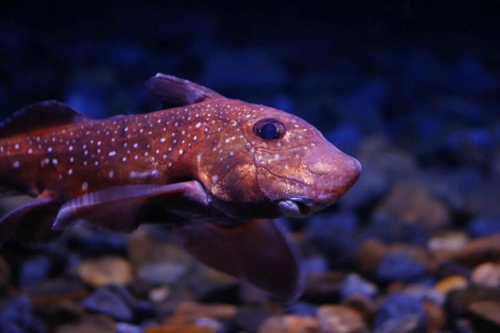 Рыба химера морской заяц. Химера рыба. Каллоринх химера. Рыба химера морской заяц. Химера рыба.