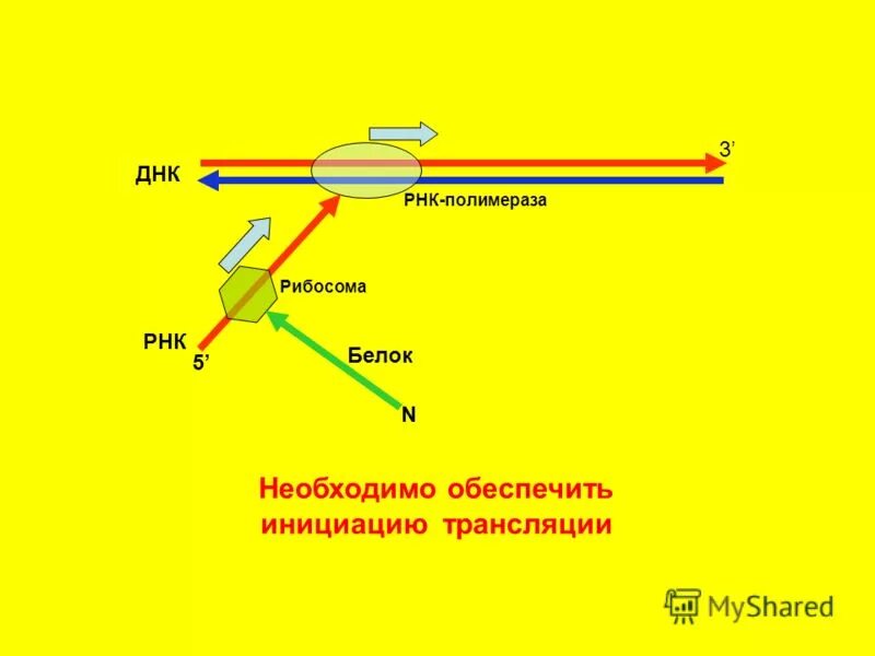 Промоторы рнк полимеразы 3