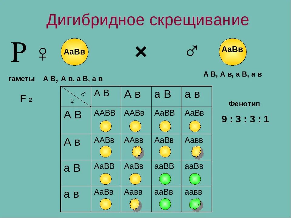 Расщепление при дигибридном скрещивании в f2. Дигибридное скрещивание ААВВ. Дигибридное скрещивание 1:1:1:1. Биология 10 дигибридное скрещивание. Дигибридное скрещивание аабб аабб.