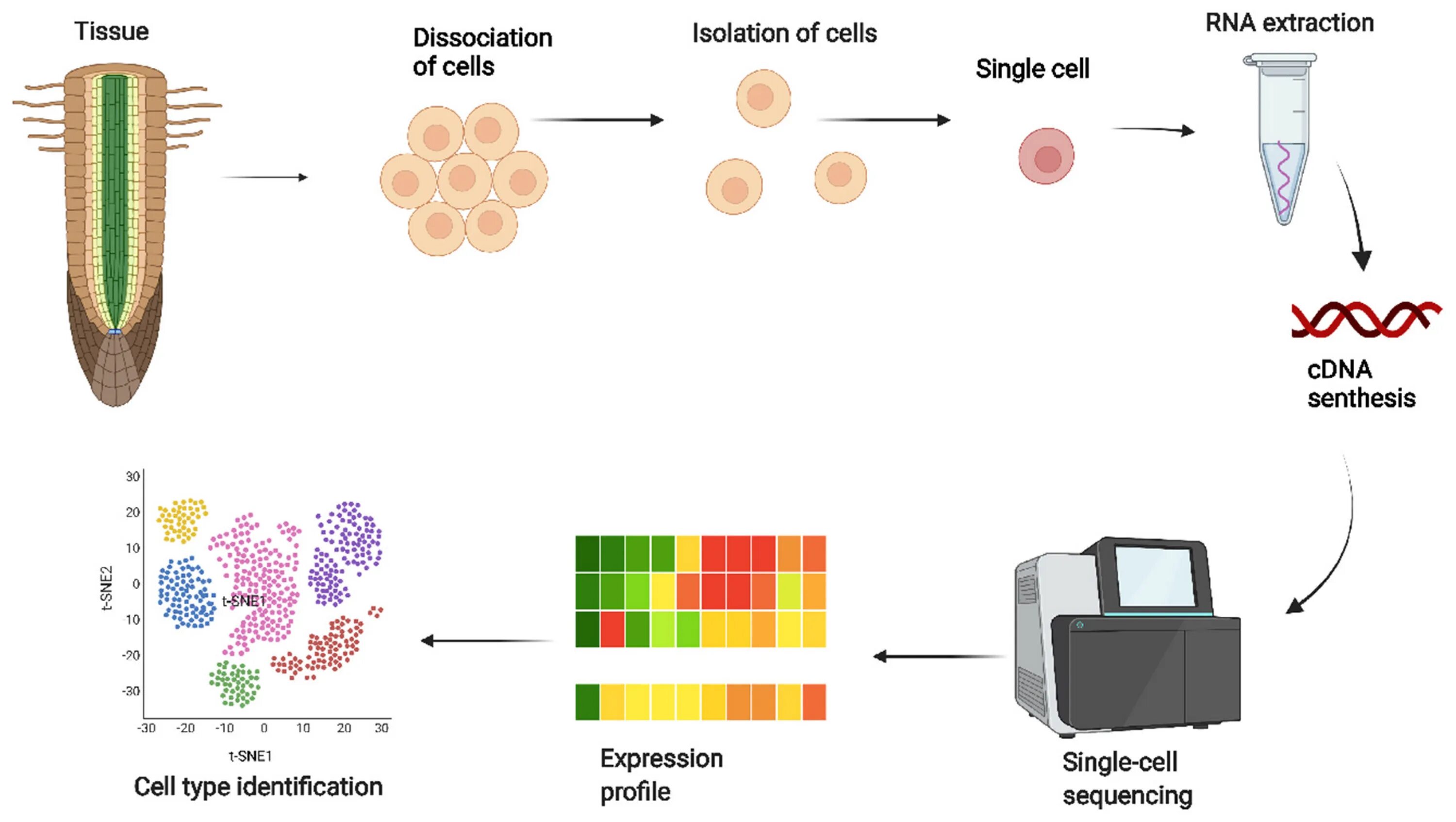 Single cell sequencing. Rna extraction. cell isolation. solid sequencing.