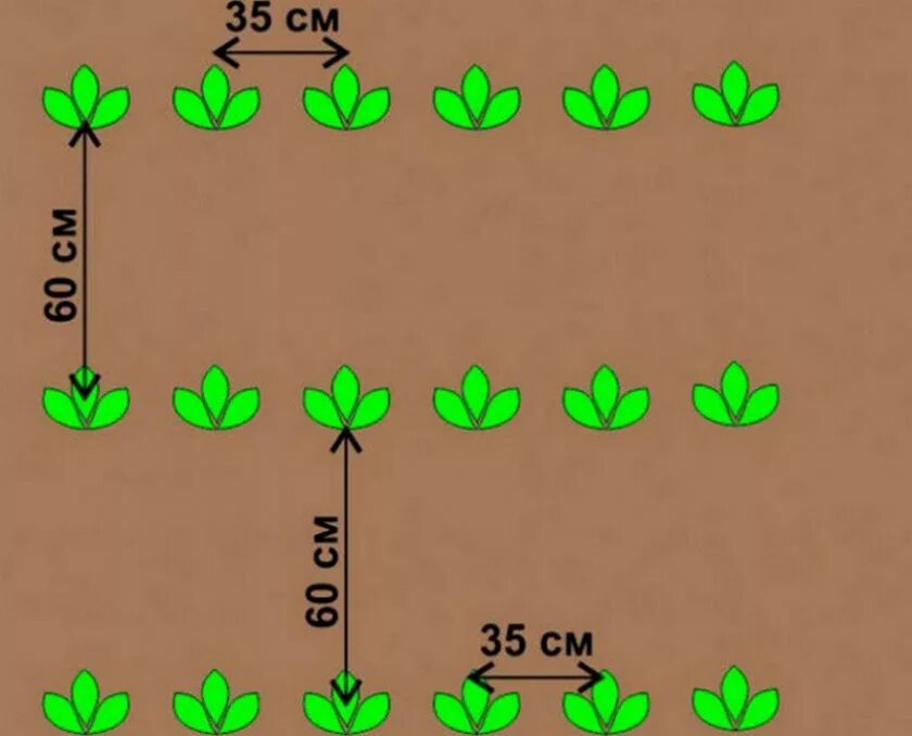 Сажать картошку расстояние между рядами