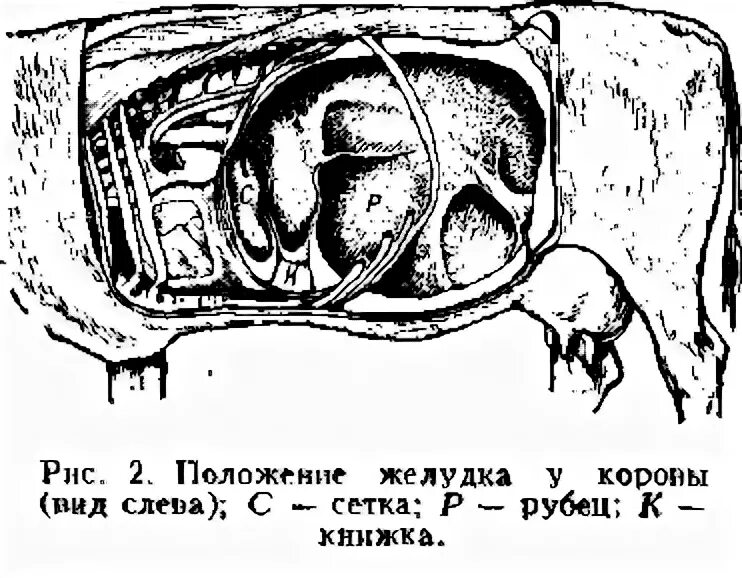 Строение желудка крупного рогатого скота. Схема пищеварения крупного рогатого скота. Пищеварительная система жвачных млекопитающих. Строение многокамерного желудка крс. Строение сложного желудка жвачных.