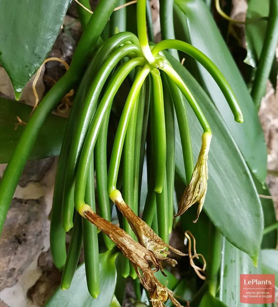 Vanilla tree