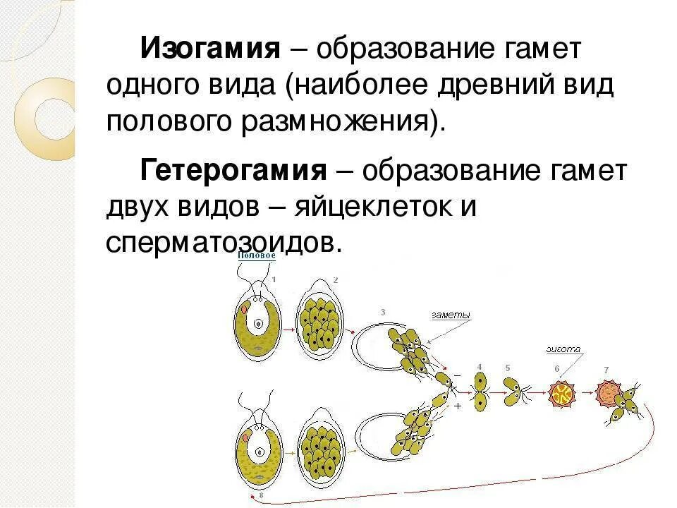 При образовании спор и гамет происходит. Типы полового размножения изогамия. Типы полового процесса изогамия. Изогамия гетерогамия оогамия. Половое размножение гаметы.