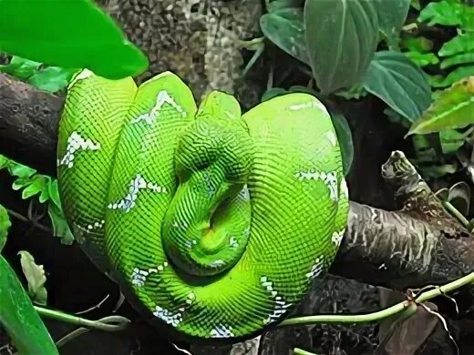 Snake me
